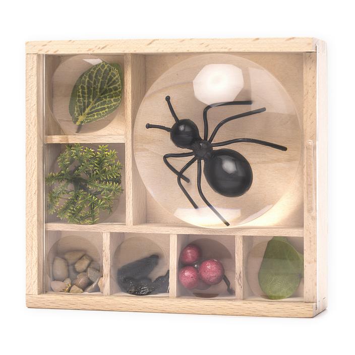 Huckleberry Bug Box (My Little Museum)