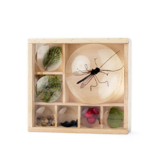 Huckleberry Bug Box (My Little Museum)
